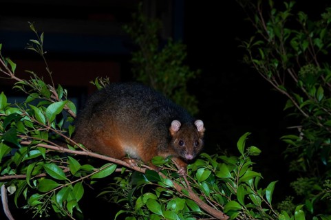 Common ringtail possum