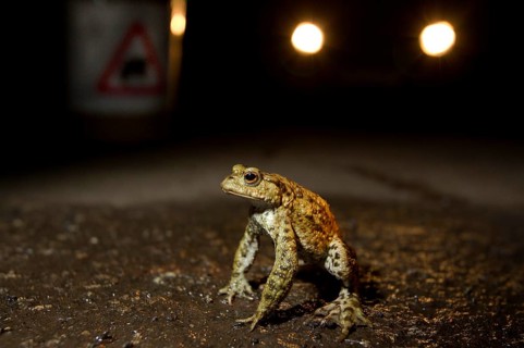 Common Toad