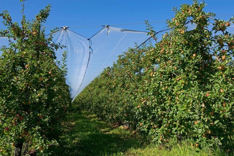 Heavily fruiting ripe cordon apples on the trees under shade nets near Sainte-Foy-la-Grande
