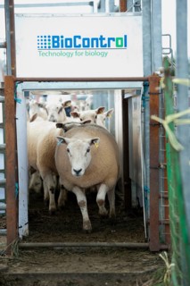 Sheep farming