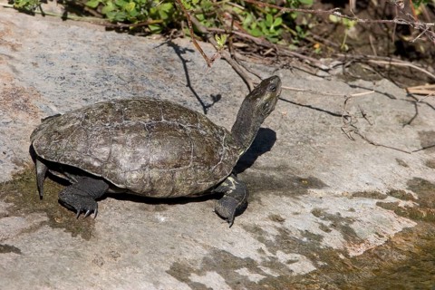 Western Caspian turtle