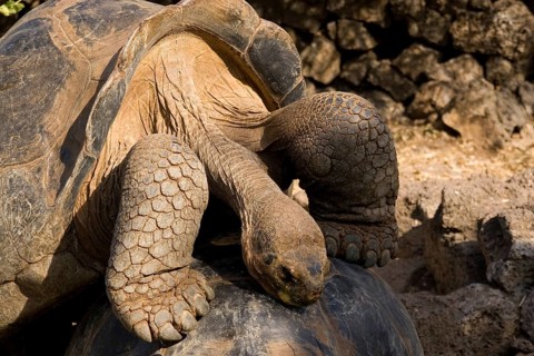 Testudo elephantopus