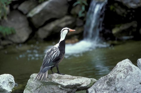 Torrent duck