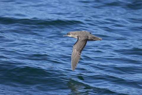 Balearic Shearwater