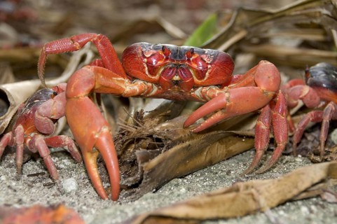 Christmas island red crab