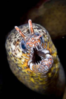 Dragon Moray Eel