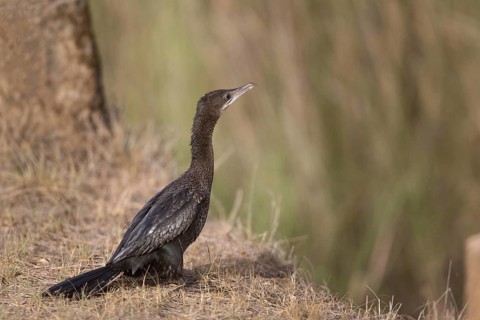 Lesser cormorant