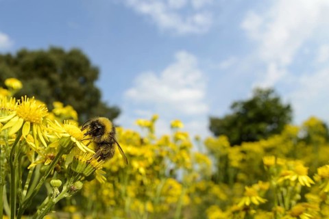 Early adult early bumblebee