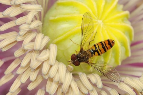 Grove hoverfly