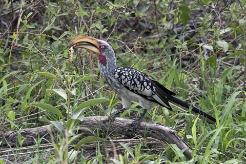 Yellow-billed Hornbill