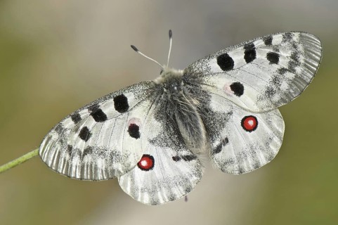 Apollo