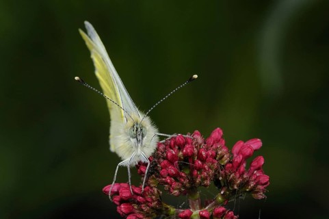 Green-veined White