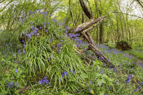 Flowering mass of common bluebell
