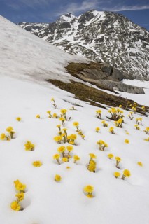 Coltsfoot