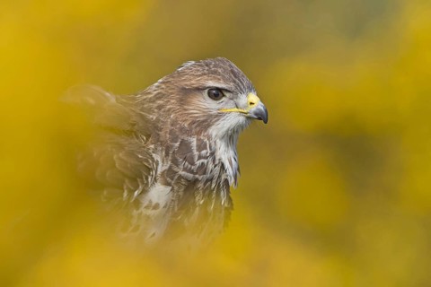 Adult steppe buzzard
