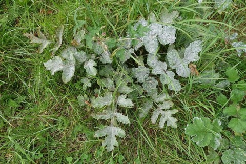 Umbellifer Powdery Mildew