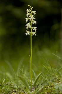 Lesser Butterfly Orchid