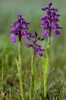 Green-winged green-winged orchid