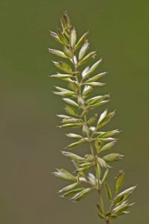 Seed head of yellow cockscomb