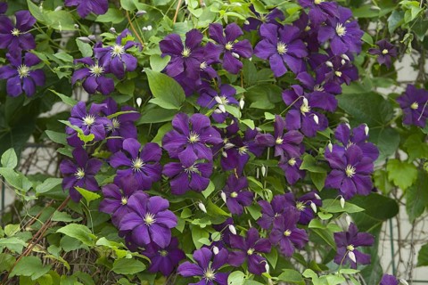 Cultivated Clematis