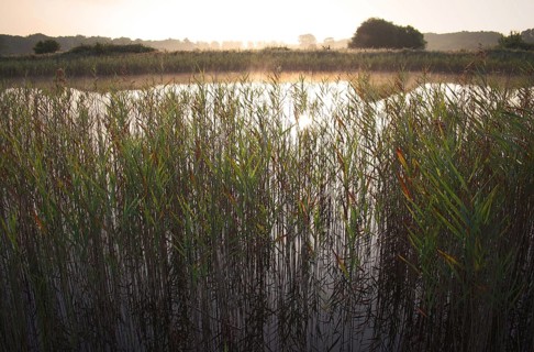 Common reed