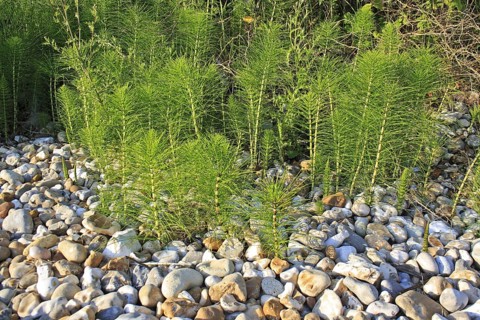 Great horsetail