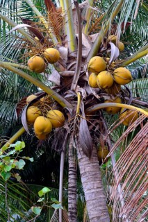 Coconuts on coconut palm