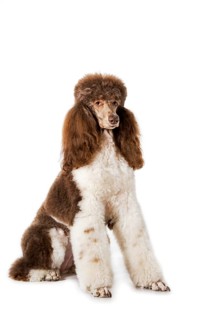 King poodle