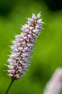 Common bistorium