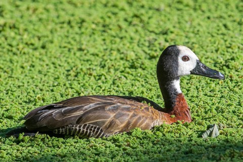 White-faced whistling duck
