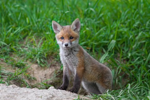 Cute red fox