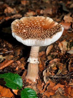 Pearl mushroom