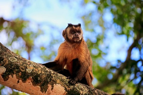 Brown Capuchin