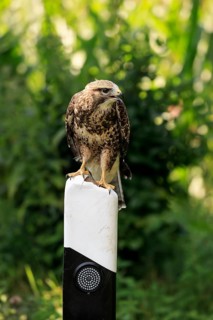 Common Buzzard