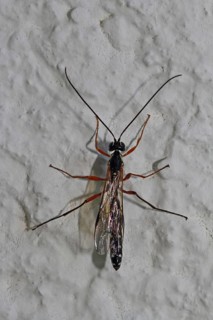 Wood wasp