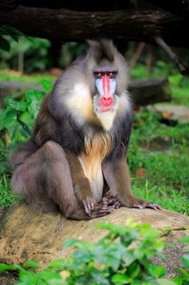 Mandrill