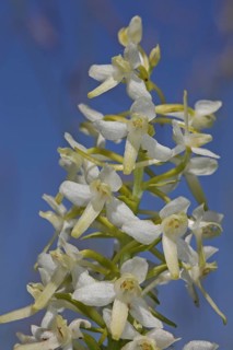 Greenish Forest Hyacinth