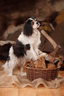 Cavalier King Charles Spaniel