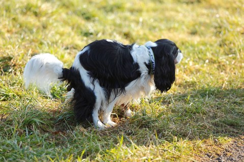 Cavalier King Charles Spaniel