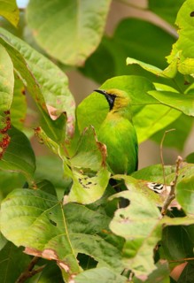 Jerdon's Leafbird