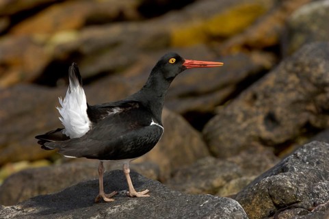 Magellanic Oystercatcher