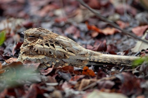 Long-tailed Nightjar