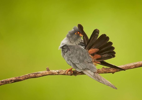 Red-footed falcon