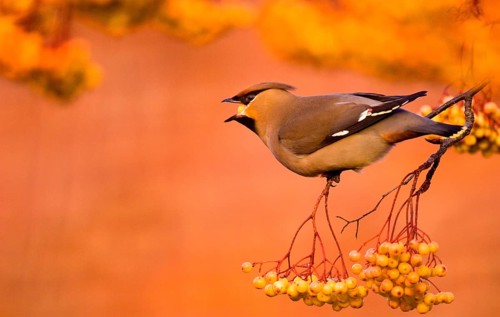 Bohemian Waxwing