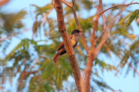 Rose-throated becard