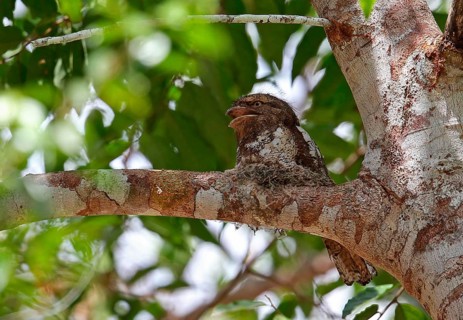 Blyth's frogmouth