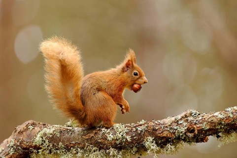 Eurasian red eurasian red squirrel