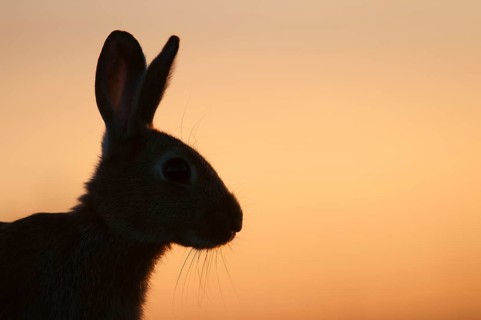European Rabbit