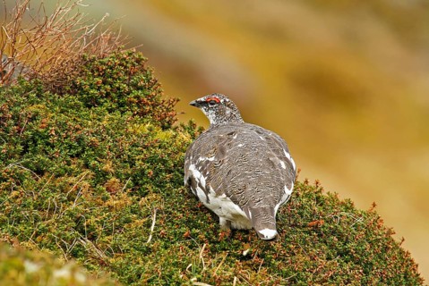 Rock Ptarmigan