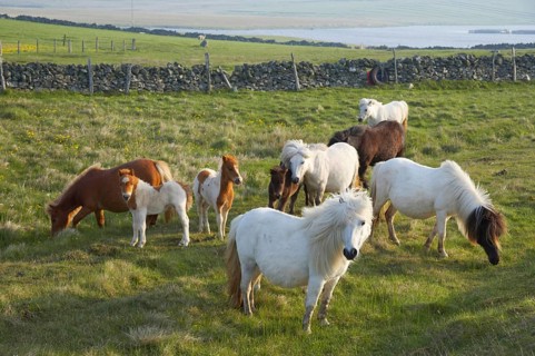 Shetland Pony